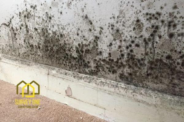 What’s the First Step to Take When You Notice Damp on a Party Wall Ipswich?